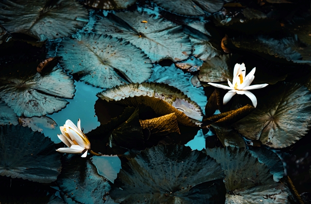 Landscaping Pond